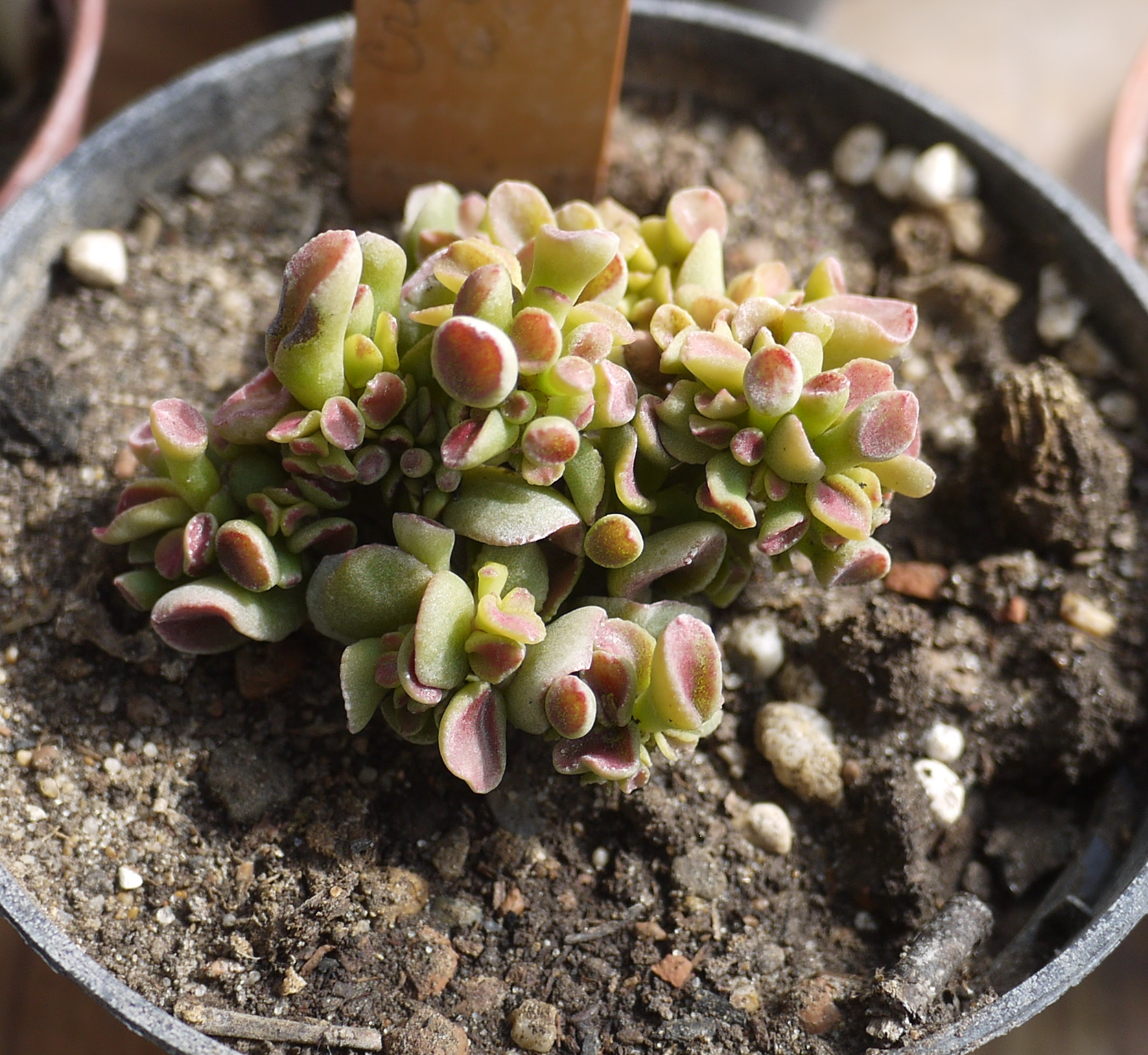 Коллекции растений ЦСБС СО РАН - Crassula ovata (Mill.) Druce ...